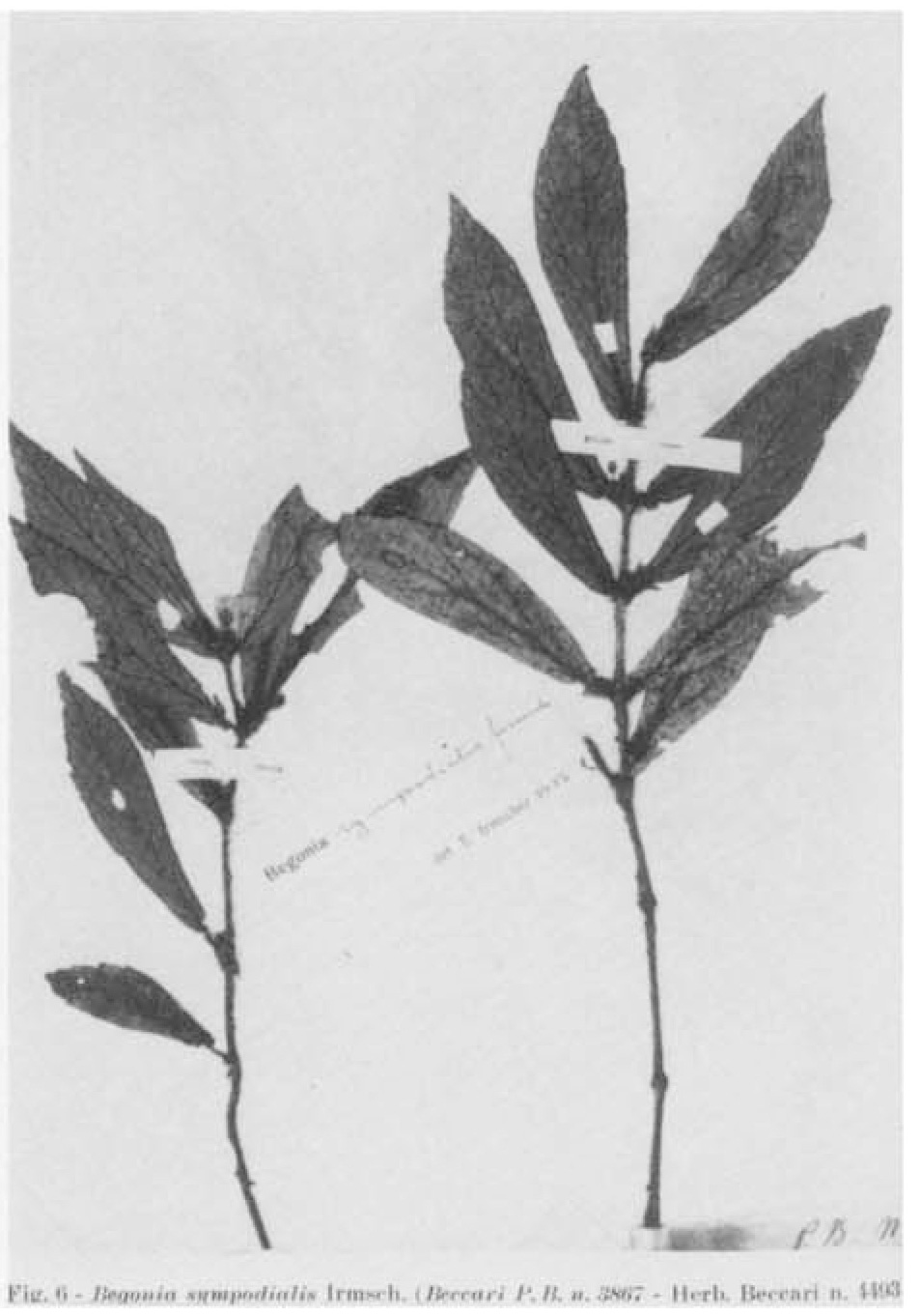 B. sympodialis